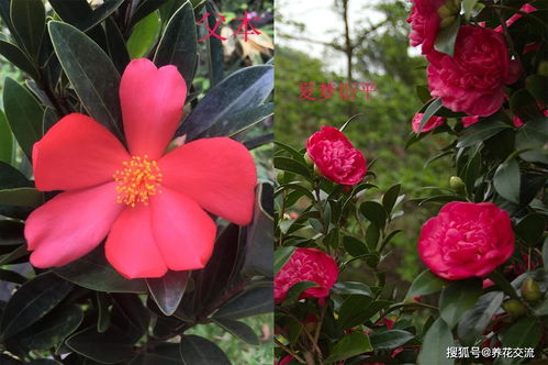 凌霄花品种繁多