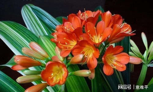 君子兰如何快速开花，打造花香四溢的绿色家园
