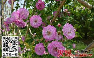 月季花的药用价值