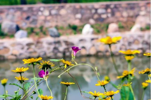 一、 草本花种选择的重要性