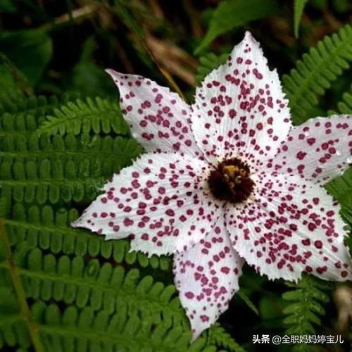 如何正确养护豹纹花，才能确保其长势蒸蒸日上