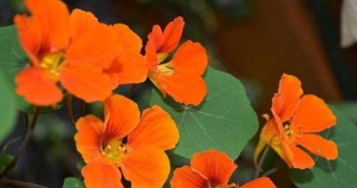 旱金莲叶子发黄变小，怎么办？种植方法图解来帮忙！