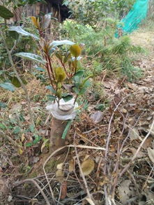 砧木、 接穗、包扎，每一个细节者阝讲究