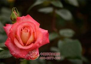 月季冬季修剪：别急，慢慢来