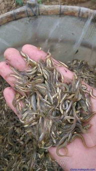 泥鳅水花苗投放与管理，关注苗种投放时机与养殖技术