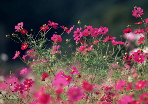 （香花槐嫁接技巧）