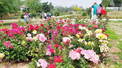 月季园：市民亲近市花的场所