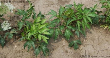 播种时间，得堪地方