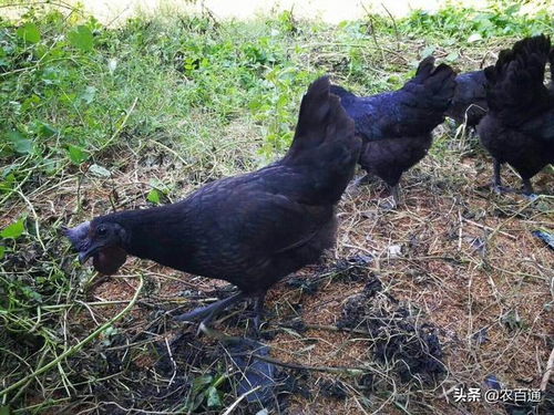 绿壳蛋鸡育雏红外线灯，一种用于提供适宜温度的照明设备