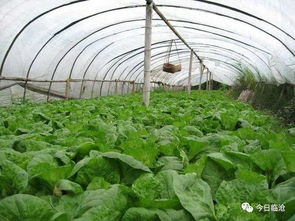 新型农业主体发展情况