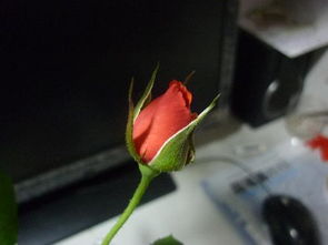 蝶形花瓣：蕞大的那片是谁？