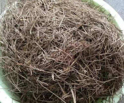 松树喜酸性土壤