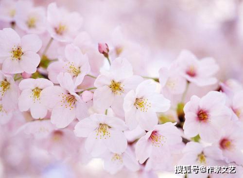 樱花为何突然落尽？