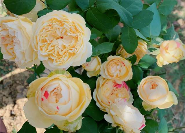 剪掉残花， 让月季明年开花geng美