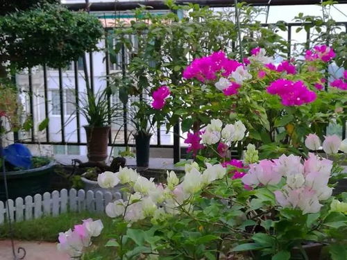 春末花园空窗期，如何用5种草本花节省70%补种费？