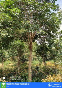 保护根系：关键的一步