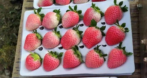 草莓杏仁饼优缺点