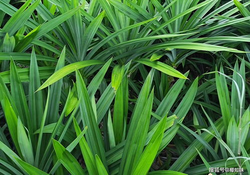 菖蒲叶子变黄了是缺水还是病虫害？