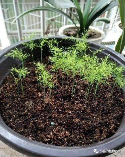 种子的魔法：竹子的萌芽之旅