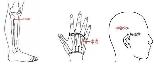 树梢指的是树的哪个部位？新手养树必看小知识
