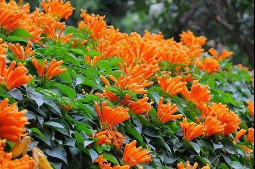 墙薇年开四季，花期长，养眼爆品花卉！