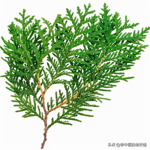 侧柏叶护发止血的妙用具体有哪些，能否详细解析一下