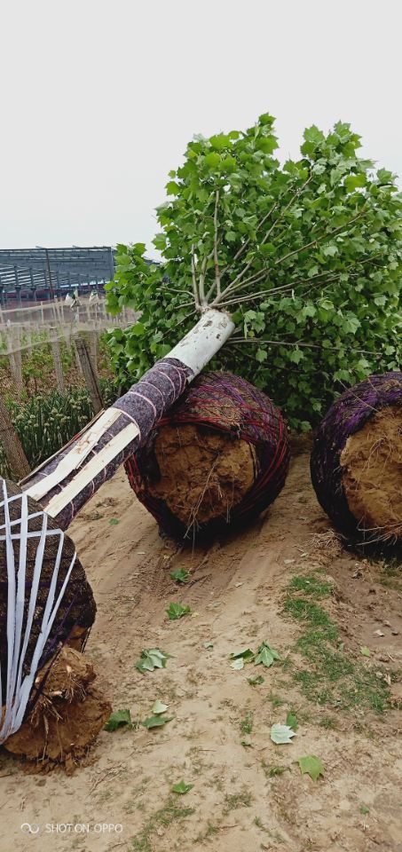 法桐种植，亩数有技巧