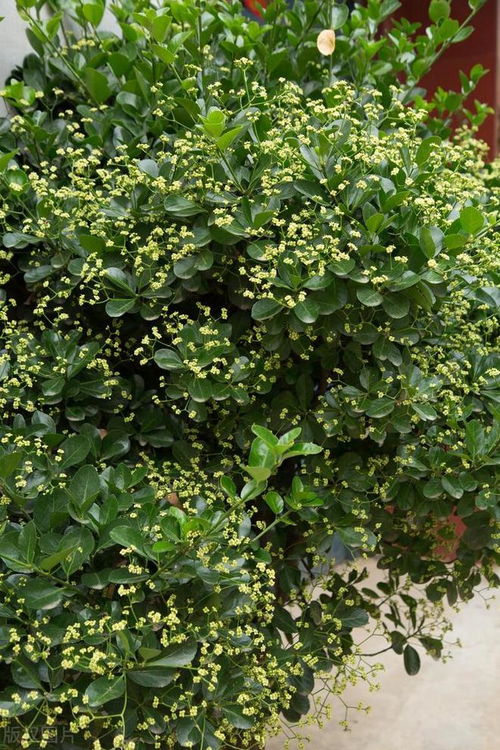 北方适合种植的彩叶植物包括但不限于以下几种: