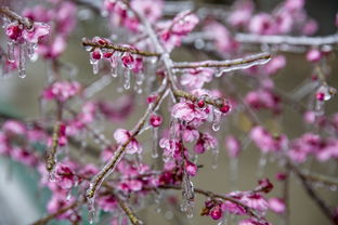 红梅与花卉的区别