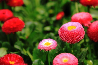 小红球球的秘密花园