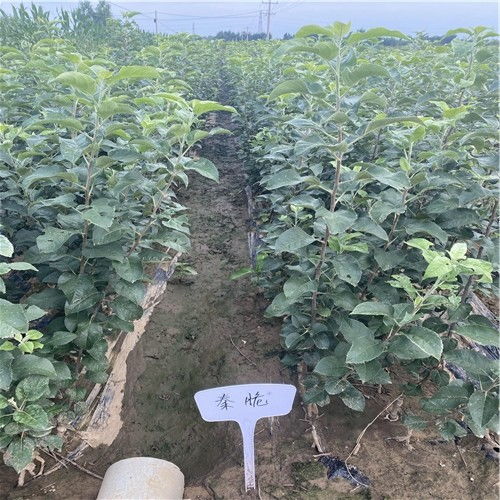 山樱桃种子，连香树种苗，七叶树，鹅掌楸苗，玉兰花等珍惜苗木种子