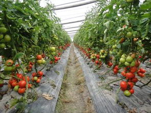 番茄晚疫病的识别与防治，你真的懂吗？