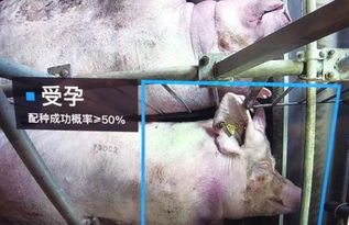 母猪子宫深度输精：提高受孕率