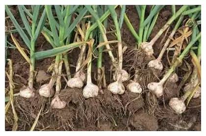 大蒜冲农药， 农民伯伯的经验分享