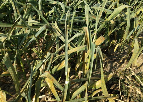 葱姜蒜菌净，防治锈病新利器