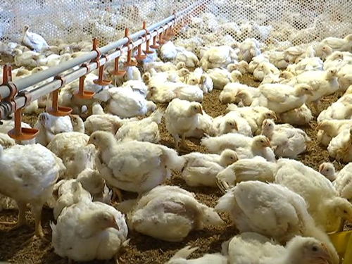 高温孵化对肉鸡成活率及生长发育产生显著负面影响