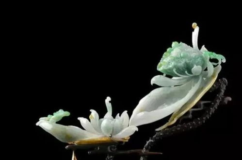 双“开”花是什么花？这种花你一定见过