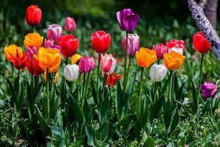 一颗小种子，如何变成花海的故事