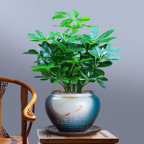 室内除甲醛植物推荐，你家养了哪种