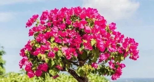 米兰要怎么施肥才能开花？开花后如何保持花朵鲜艳