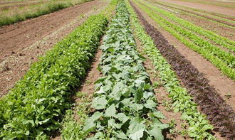 丰收乐：农业守护者， 植保服务先行者