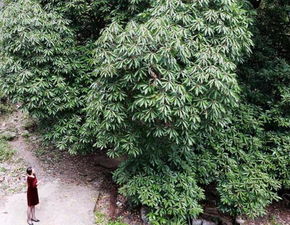 树木， 生命的承载者