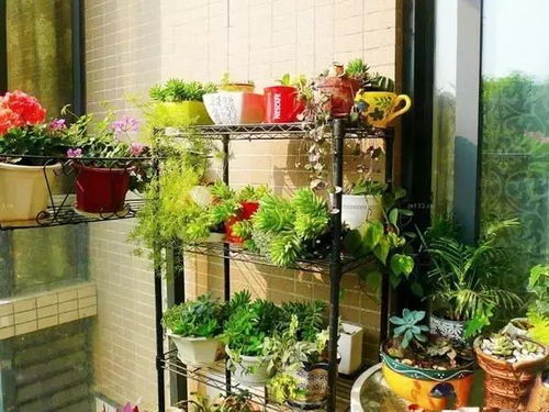 园艺小天地：亲手制作花架的乐趣