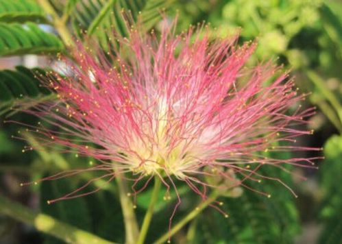 一喷红能否替代一点红？红锦漆如何与透明漆混合？