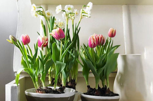 雨水PH值， 种花的小秘密