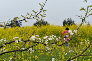 “春季赏花季，梨花绽放时！”