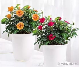 月季花蕾期的营养需求