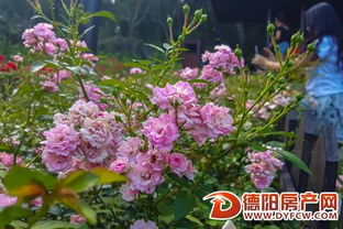 月季种植， 扩大的不仅仅是规模