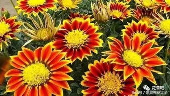 三、 田间管理，不可忽视