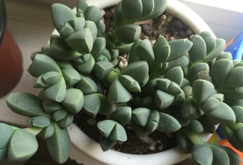 多肉海棠鹿角如何繁殖？是叶插还是分株